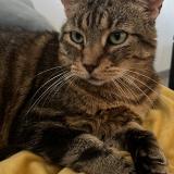 Picture of cat lost at Petit Quevilly