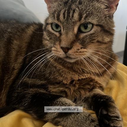 Photo 1/1 Biscotte Chat lost in Petit quevilly