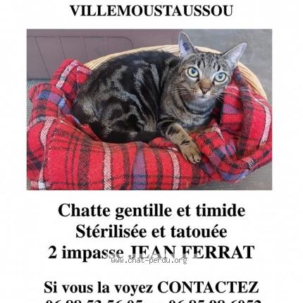 Photo 1/1 Cat reunited Lost in Villemoustaussou