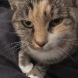 Picture of cat lost at Lafitte