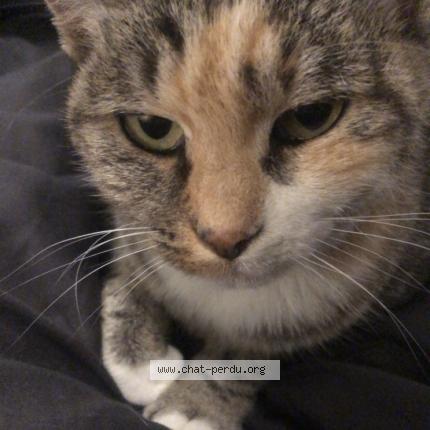 Photo 1/1 Mimie Chat lost in Lafitte