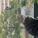 Picture of cat lost at Chatenay Malabry