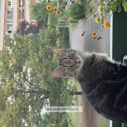 Photo 1/1 Kao Chat lost in Chatenay malabry