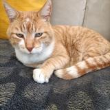 Picture of cat lost at Rognac