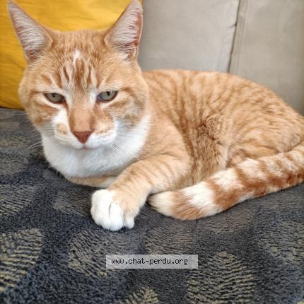 Photo 1/1 Tigrou Chat lost in Rognac