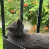 Picture of cat lost at Livry Gargan