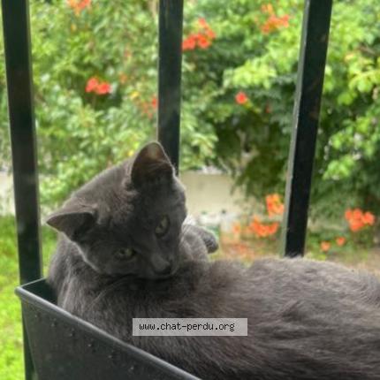 Photo 1/1 Cat reunited Lost in Livry gargan