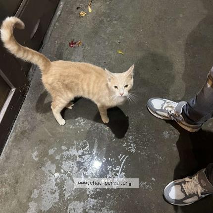 Foto 1/1 Kat teruggevonden Gevonden in Liege Chenee