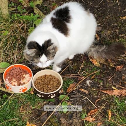 Photo 1/1 Cat reunited Lost in Chatillon