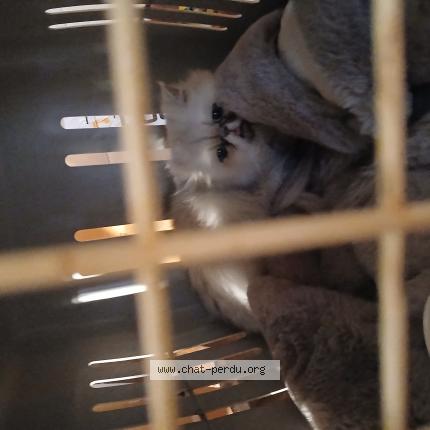 Photo 1/1 Cat reunited Found in Ille sur tet 66130