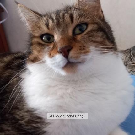 Photo 1/1 TICOEUR Chat lost in Entraigues lange