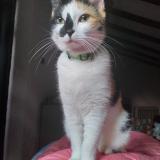 Picture of cat lost at Pujaudran