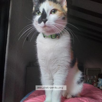 Photo 1/1 Mia Chat lost in Pujaudran