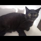 Picture of cat lost at Saint Quentin