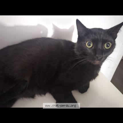 Photo 1/1 Cat reunited Lost in Saint quentin