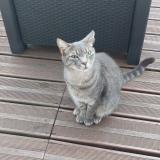 Picture of cat lost at Gargenville