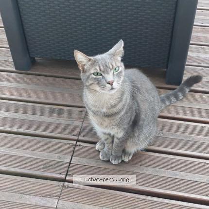 Photo 1/1 Simon Chat lost in Gargenville