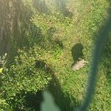 Picture of cat found at Escalquens