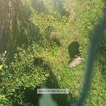 Photo 1/1 Cat reunited Found in Escalquens