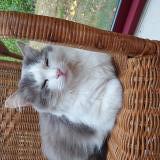 Picture of cat lost at Dracy Saint Loup