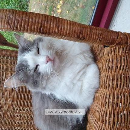 Photo 1/3 Boubou Chat lost in Dracy saint loup