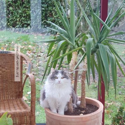 Photo 2/3 Boubou Chat lost in Dracy saint loup