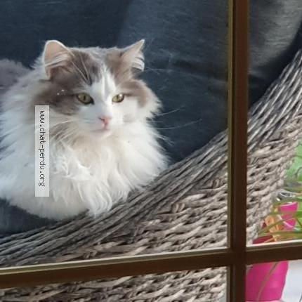 Photo 3/3 Boubou Chat lost in Dracy saint loup