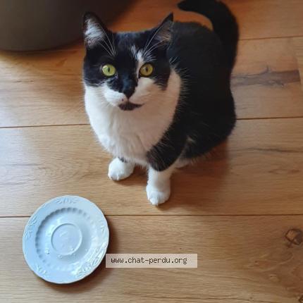 Foto van vermiste kat in Bruxelles