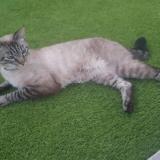 Picture of cat lost at Ambares Et Lagrave