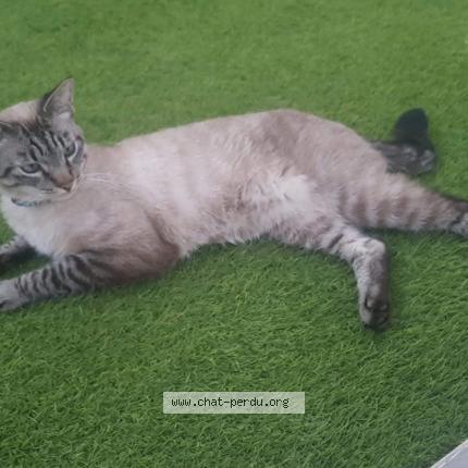 Photo 1/1 FLOCKY Chat lost in Ambares et lagrave