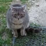 Picture of cat lost at Rieupeyroux