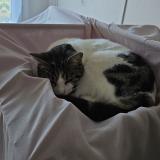 Picture of cat lost at Fontaine 38600