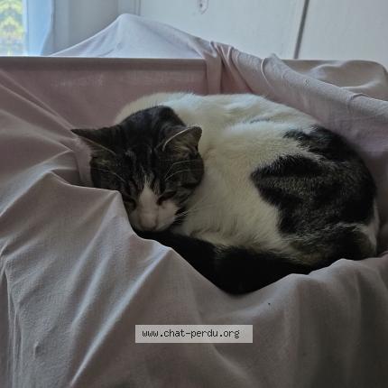 Photo 1/1 Mimoune Chat lost in Fontaine 38600