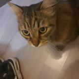 Picture of cat found at Nantes