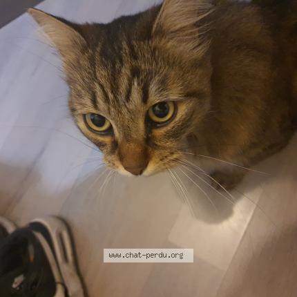 Photo 1/1 Cat reunited Found in Nantes