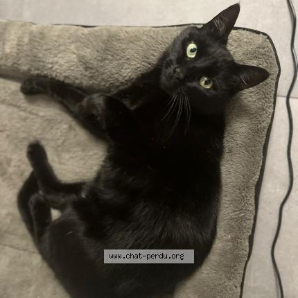 Foto van vermiste kat in Jette