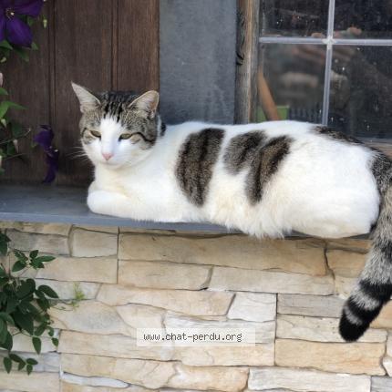 Foto einer verlorenen Katze in Kayl