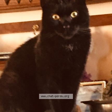 Foto van vermiste kat in Watermael Boitsfort