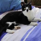 Picture of cat lost at Begrolles En Mauges