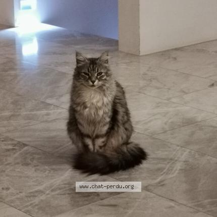 Foto einer verlorenen Katze in Greng