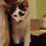 Picture of cat lost at Bas Et Lezat