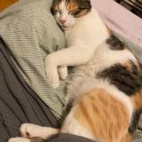 Picture of cat lost at Strasbourg