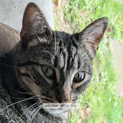 Foto einer verlorenen Katze in Meyrin