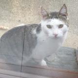 Picture of cat lost at La Rochelle