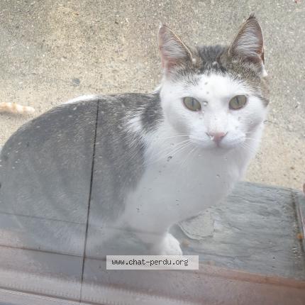 Photo 1/1 Billy Chat lost in La rochelle