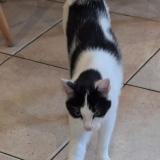 Picture of cat lost at Roquevaire