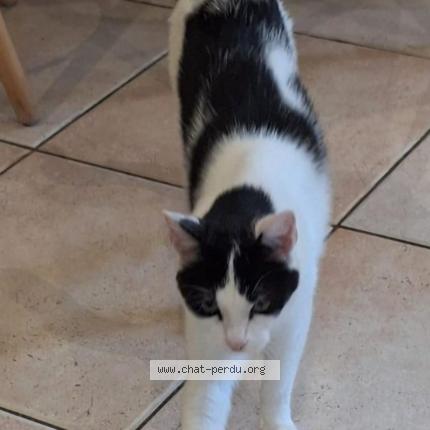 Photo 1/1 Obi Chat lost in Roquevaire