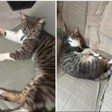 Picture of cat lost at Saint Romans