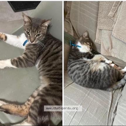 Photo 1/1 Titi Chat lost in Saint romans