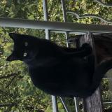 Picture of cat lost at Lyon